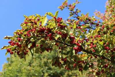 Photinia parvifolia - blýskalka drobnokvětá - plody